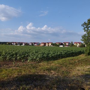 SE VINDE TEREN INTRAVILAN,CONSTRUCTII IN ZONA BALOTESTI LA CEL MAI MIC PRET